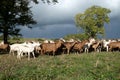 Goats Herd Royalty Free Stock Photo