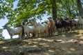 Goats herd in the mountain. Close up view