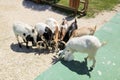 Goats herd stand in hape of circle eating feed on farm. Animals fun competition