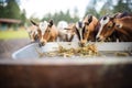 goats and horses feeding from a shared trough Royalty Free Stock Photo