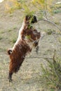 goats and kids grazing on the land, damaging the trees, goats damaging the trees