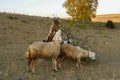 goats and kids grazing on the land, damaging the trees, goats damaging the trees