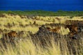 Goats At the Lava Coast at the Pacific on Big Island, Kona, Hawaii