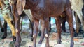 Goats legs and goat hoop,Crackings,on concrete ground. Goats cracking or Hoop protects the thrones and solid material to walk.