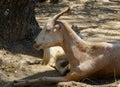 Goats in Les Saintes, Guadeloupe Royalty Free Stock Photo