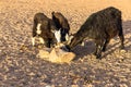 Goats licks salt from stones Royalty Free Stock Photo