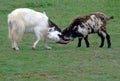 Goats Locking Horns, Cheddar Gorge, Somerset, UK Royalty Free Stock Photo