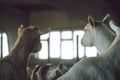 Goats look towards a bright window while in a dark agricultural barn