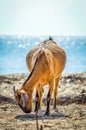 Goats are looking for food on the beach