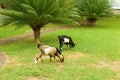 Goats loose on the grounds of a tropical hotel