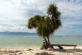 Beach Goats Royalty Free Stock Photo