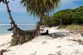 Beach Goats Royalty Free Stock Photo