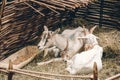 Goats lying and resting on straw bedding