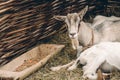 Goats lying on straw bedding near feeder