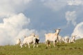 Goats in the meadow Royalty Free Stock Photo