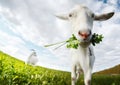 Goats on the meadow Royalty Free Stock Photo