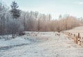 Goats in the meadow on a frosty morning. Farm animals on a field with grass covered with hoarfrost