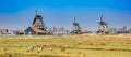 Goats in the meadows in front of the windmills of Zaanse Schans