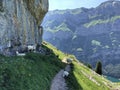 Goats on the on meadows and pastures in the valley of Seealp and by the alpine Lake Seealpsee Appenzellerland region Royalty Free Stock Photo