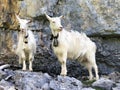 Goats on the on meadows and pastures in the valley of Seealp and by the alpine Lake Seealpsee Appenzellerland region Royalty Free Stock Photo