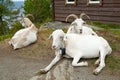 Goats on Mount Floyen in Bergen, Norway Royalty Free Stock Photo