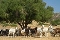 Goats on a mountain