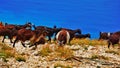 Goats, mountain edge and sea