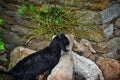 Goats in mountain region eating their food together with love Royalty Free Stock Photo