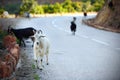 Goats on the mountain road in Corsica Royalty Free Stock Photo