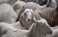 Goats on mountain