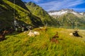 Goats in the mountains Royalty Free Stock Photo