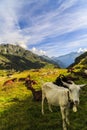 Goats in the mountains Royalty Free Stock Photo