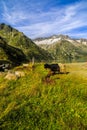 Goats in the mountains Royalty Free Stock Photo