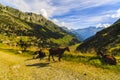 Goats in the mountains Royalty Free Stock Photo