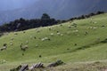 Goats on the moutain grassland