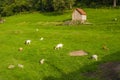 Goats in the Murgtal near Forbach