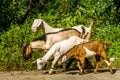 Goats in natural background