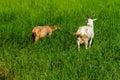 Goats in natural background