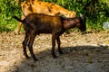 Goats in natural background