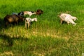 Goats in natural background