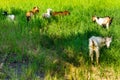 Goats in natural background