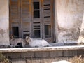 Goats on Nature Reserve at Skala Kalloni Lesvos Greece Royalty Free Stock Photo