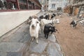 Goats in Nepal village, Landscape in Annapurna circuit,trekking Royalty Free Stock Photo