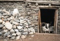 Goats in Nepal village, Landscape in Annapurna circuit,trekking Royalty Free Stock Photo