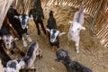 Goats in a nomad camp in Zagros mountains, Ir Royalty Free Stock Photo
