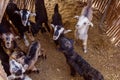 Goats in a nomad camp in Zagros mountains, Ir Royalty Free Stock Photo