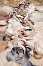 Goats of nomads at Korzok village near Tsomoriri Lake, Ladakh, India. Royalty Free Stock Photo