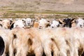 Goats of nomads at Korzok village near Tsomoriri Lake, Ladakh, India. Royalty Free Stock Photo