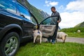 Goats of Norway and car. Royalty Free Stock Photo