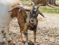 Goats nuzzling